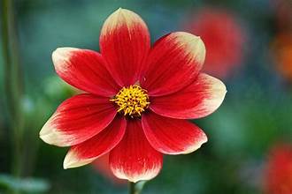 red flower